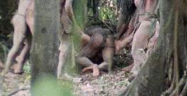 Канибалы поймали в джунглях женщину.